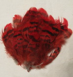 Capercailli hen feathers red
